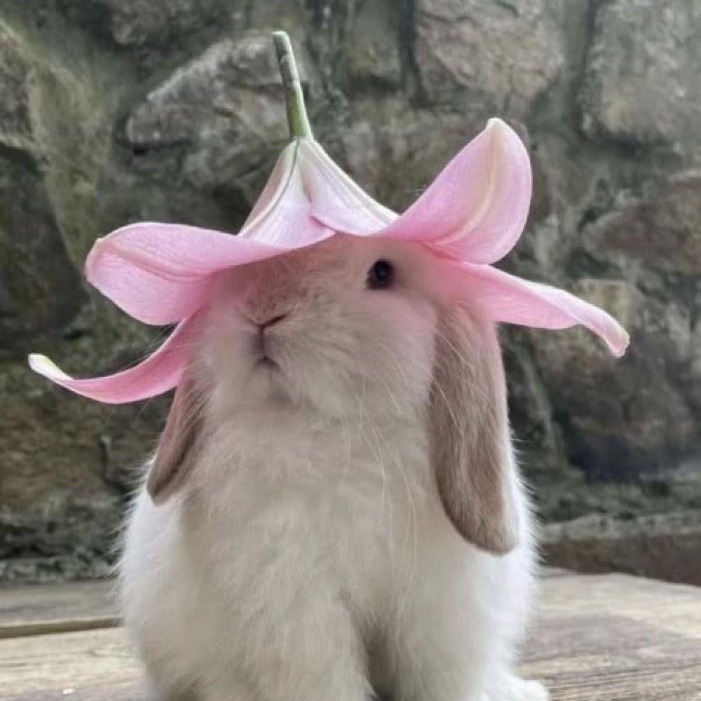 Daily Bunnies 🐇✨